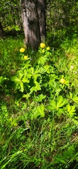 Trollius europaeus