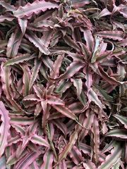 Cryptanthus bivittatus