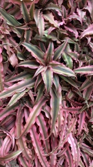 Cryptanthus bivittatus