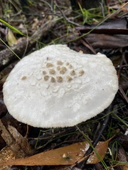 Amanita ananiceps
