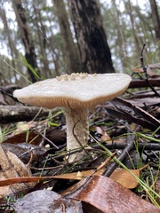 Amanita ananiceps