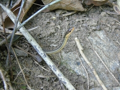 Thamnophis proximus rutiloris