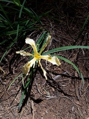 Iris hartwegii