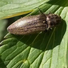 Actenicerus siaelandicus