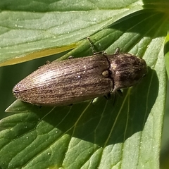 Actenicerus siaelandicus