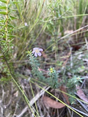 Euryomyrtus ramosissima