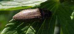 Actenicerus siaelandicus
