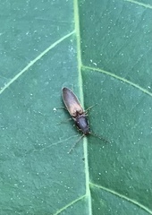 Dolerosomus silaceus