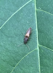 Dolerosomus silaceus