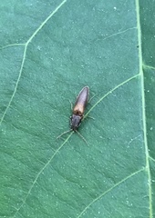 Dolerosomus silaceus