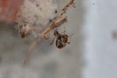 Parasteatoda lunata