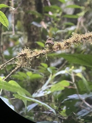 Myiophobus phoenicomitra