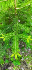 Abies sibirica