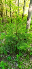Abies sibirica