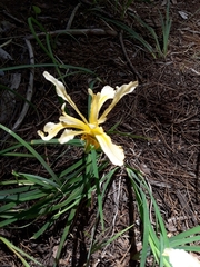 Iris hartwegii
