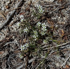 Sabulina nuttallii