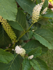 Phytolacca acinosa