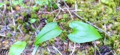 Maianthemum bifolium