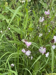 Melandrium