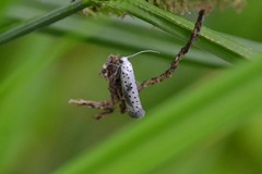 Yponomeuta irrorellus