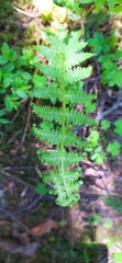 Athyrium filix-femina