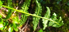 Athyrium filix-femina