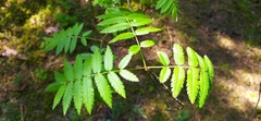 Sorbus aucuparia