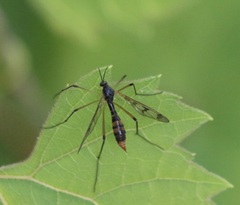 Ptychoptera quadrifasciata