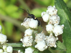 Typocerus lunulatus