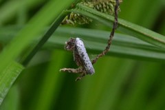 Yponomeuta irrorellus