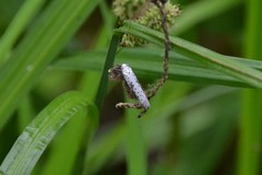 Yponomeuta irrorellus