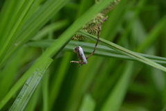 Yponomeuta irrorellus