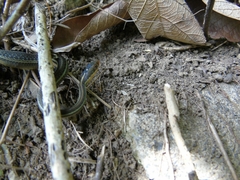 Thamnophis proximus rutiloris