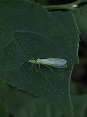 Alloperla