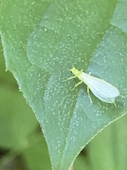 Alloperla