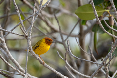 Setophaga petechia bryanti