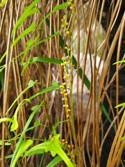 Dioscorea hastifolia