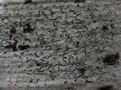 Graphis pulverulenta