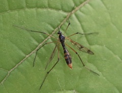 Ptychoptera quadrifasciata