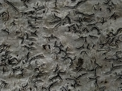 Graphis pulverulenta