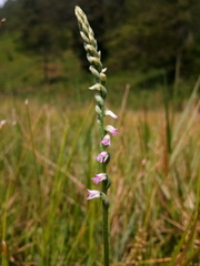 Spiranthes sinensis