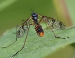 Ptychoptera quadrifasciata