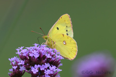 Colias poliographus
