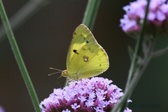 Colias poliographus