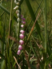 Spiranthes sinensis