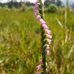 Spiranthes sinensis
