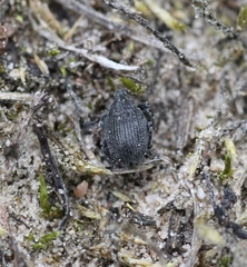 Ceutorhynchus puncticollis