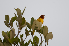 Setophaga petechia bryanti