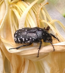 Oxythyrea funesta