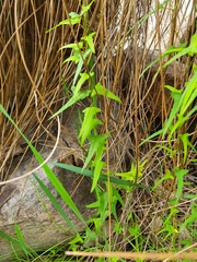 Dioscorea hastifolia